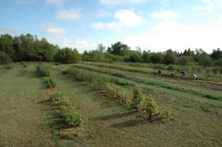 Homegirl Homesteading Image